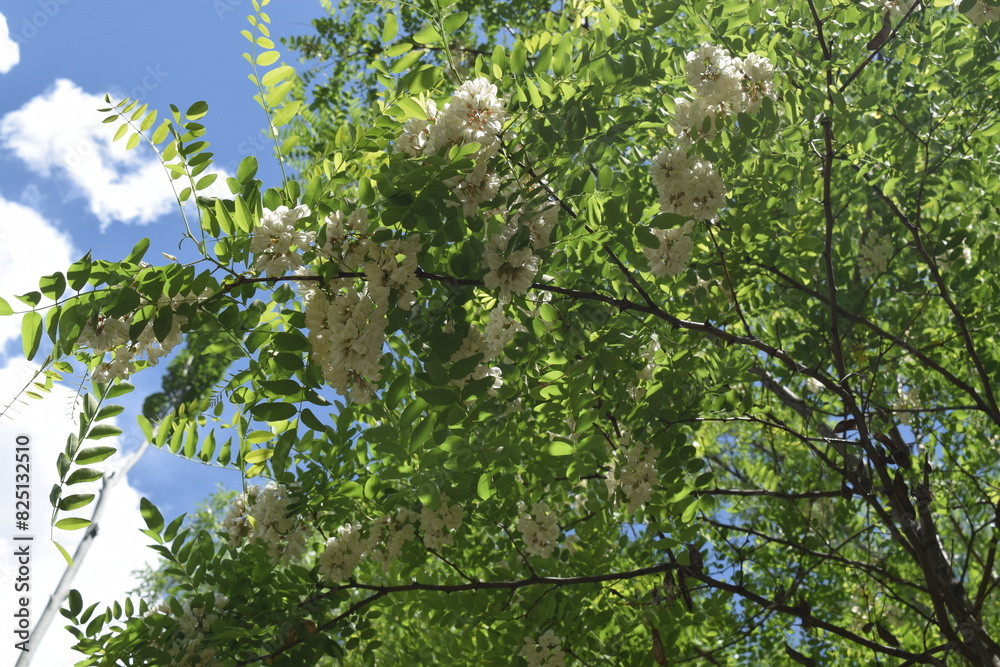 Fototapeta premium leaves on a tree