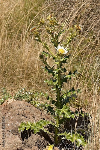Silver Thistle (Berkheya cirsiifolia) in Golden Gate Highlands National Park. Republic of South Africa. Africa. photo
