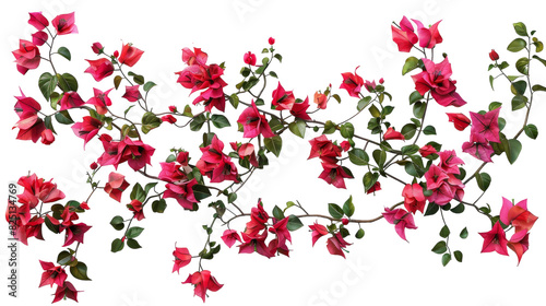 Wallpaper Mural Several flowers in a cluster hanging from a tree branch in full bloom Torontodigital.ca