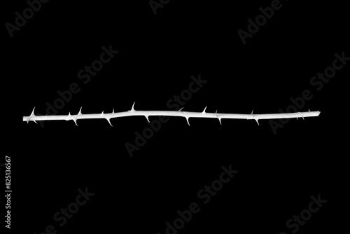 White branch with thorns isolated on a black background.