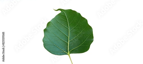 Bodhi leaf on a white background