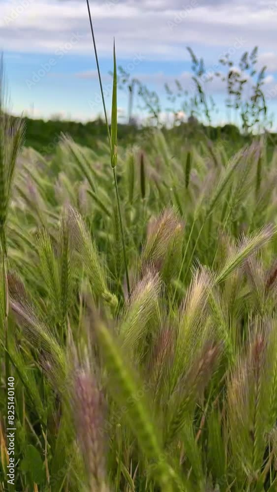 A young green wheat field against a blue sky background. Ears of corn in close-up. High-quality vertical video. A young green wheat field against a blue sky background. Ears of corn in close-up. High-quality vertical video.