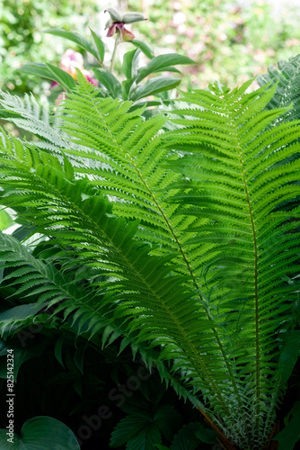 Sunlit fern plant in the garden  photographed from below