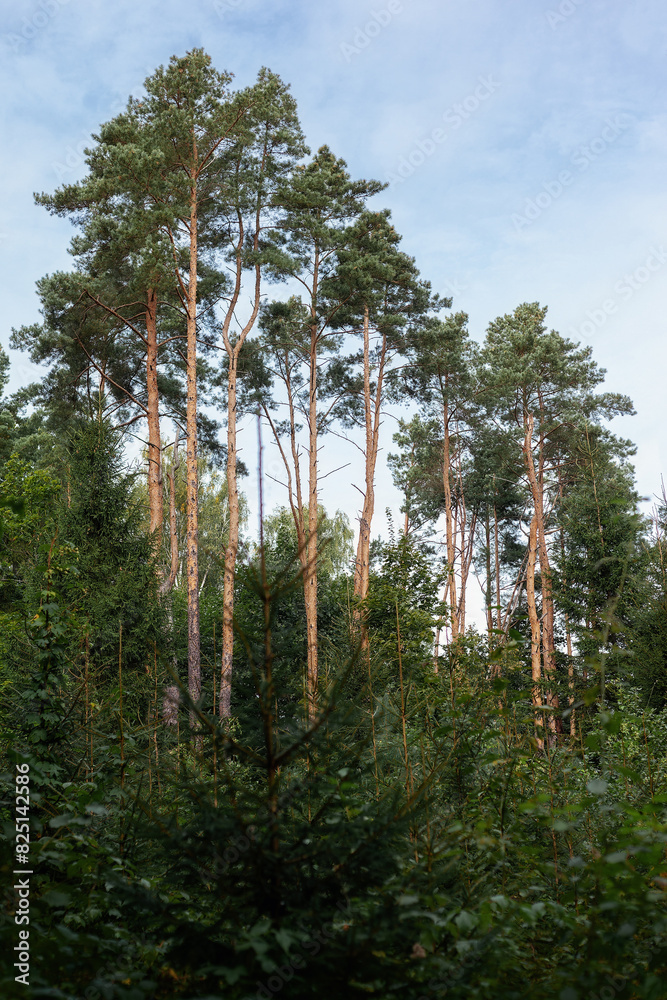 Pine forest landscape, beautifully grown tall pine trees in the forest. Lithuania. Vertical photo
