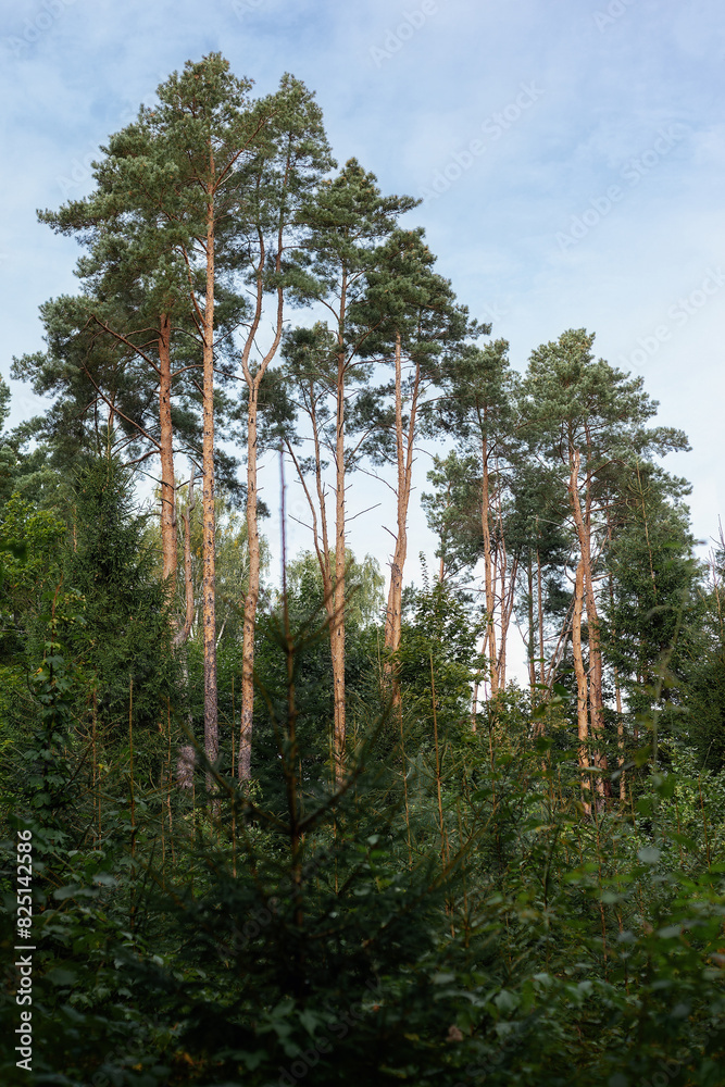 Fototapeta premium Pine forest landscape, beautifully grown tall pine trees in the forest. Lithuania. Vertical photo
