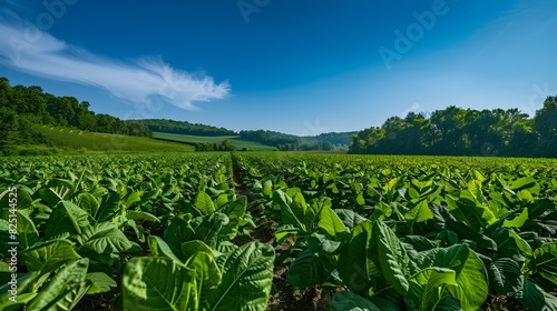 Lush Green Agricultural Field with Scenic Countryside Landscape under Bright Blue Sky with Fluffy Clouds