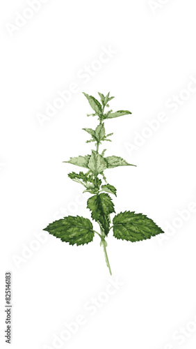 botanica planta ilustracion 