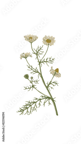 manzanilla ilustracion botanica 