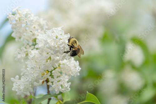 Bee on a Lilac Flower