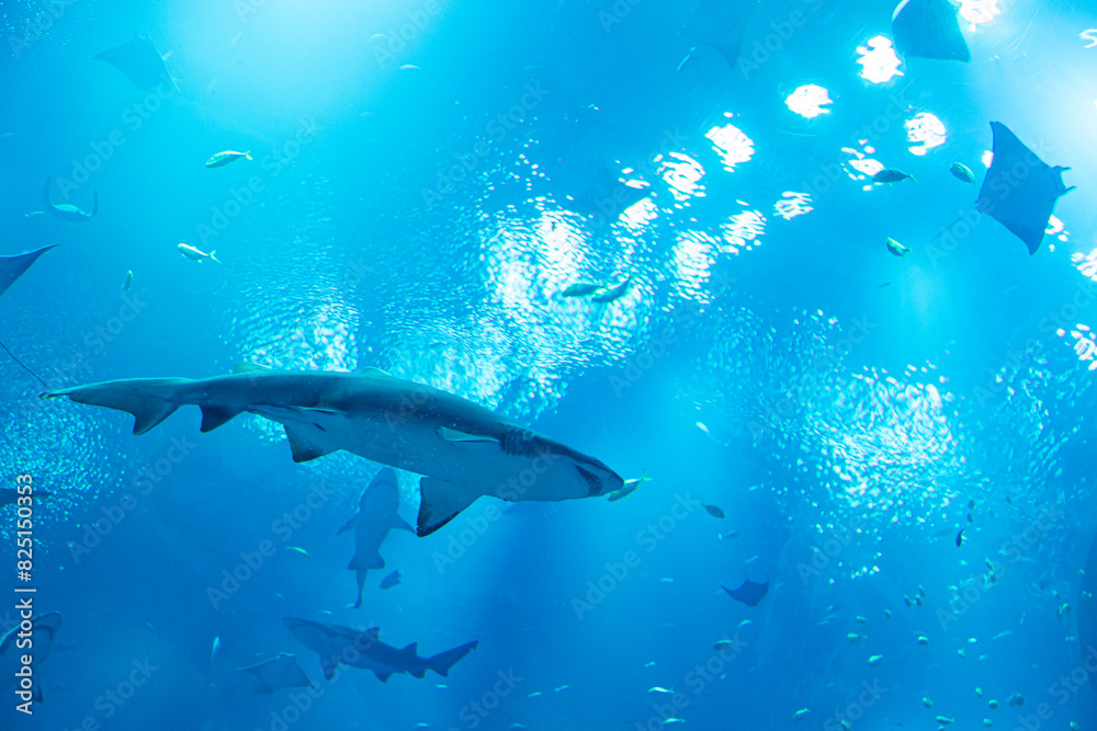 Obraz premium Sharks swimming in blue-lit aquarium, surrounded by marine life