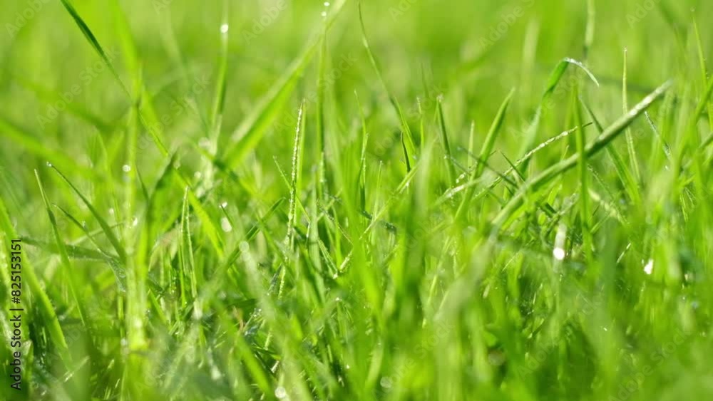 Juicy bright green grass in sunlight. Close up. Lawn background. Texture of new grass growing in field. Meadow on warm sunset or sunrise time. Tranquil nature scene. Golden hour. Greenery, dew drops