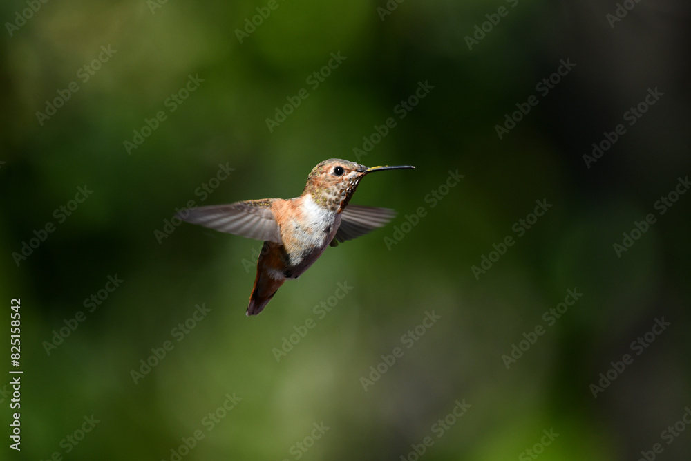 Fototapeta premium Green Brown Hummingbird In Flight Over Green