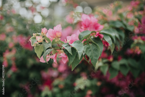 pink flowers in the garden | By Gids Stories