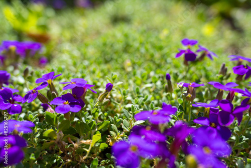 Violette Blumen, Blaukissen, Aubrieta deltoidea photo