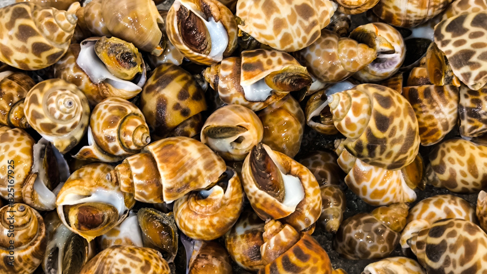 Sweet clams in the restaurant for background Sweet clams in the restaurant for background