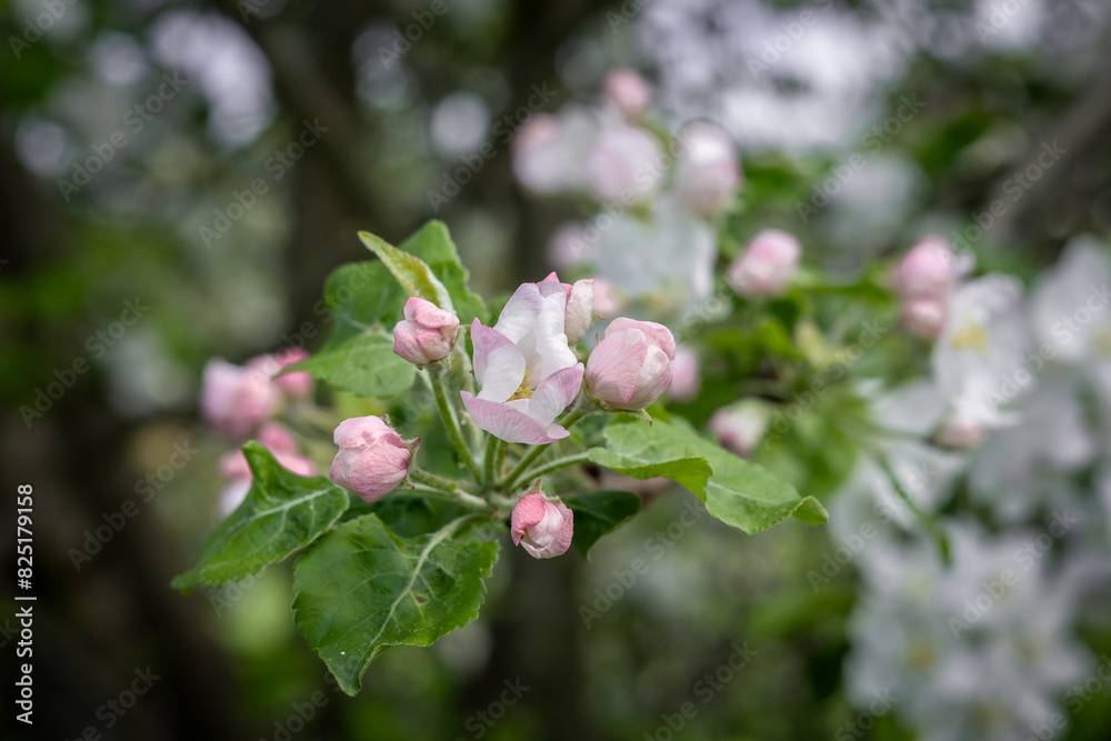 Beautiful white and pink flowers of apple tree (Malus domestica) blooming in springtime. Beautiful white and pink flowers of apple tree (Malus domestica) blooming in springtime.