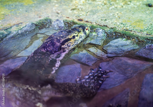 Detail of the Asian water monitor lizard lying in the water. photo