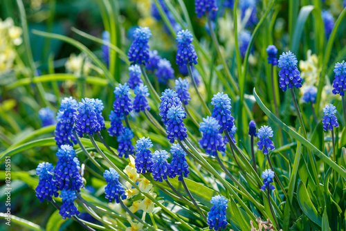 Muscari flowers, Muscari armeniacum, Grape Hyacinths spring flowers blooming in spring garden photo