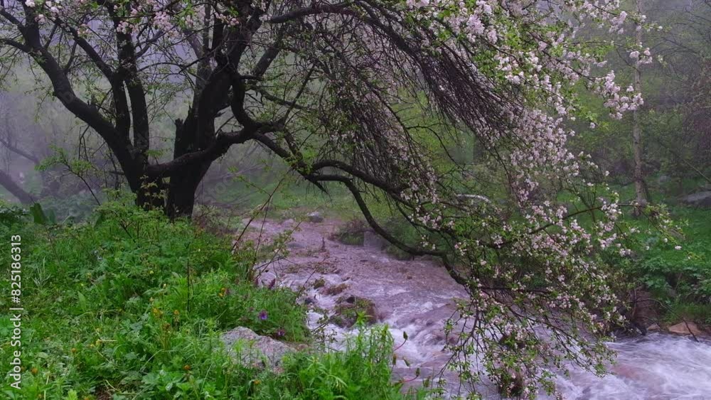 Wild flowering tree Apple tree in the foggy spring mountains near a stormy river against the backdrop of tall fir trees. Tien Shan mountains of Trans-Ili Alatau in Almaty, Kazakhstan Wild flowering tree Apple tree in the foggy spring mountains near a stormy river against the backdrop of tall fir trees. Tien Shan mountains of Trans-Ili Alatau in Almaty, Kazakhstan