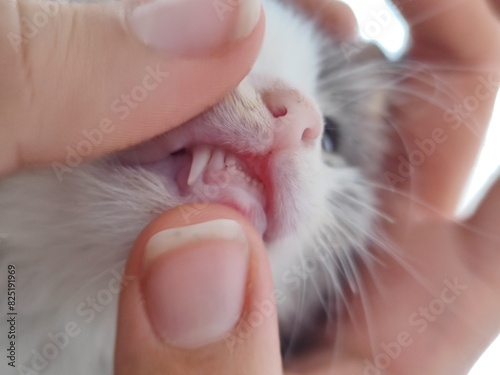 Baby cat showing its teeth photo