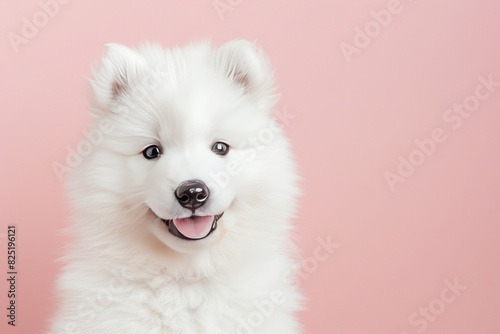 Adorable Samoyed puppy with a smiling face on a light pink background