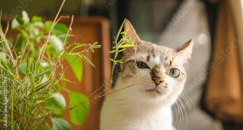 Grass and herbs. Supplementary food for cats raised indoors. photo