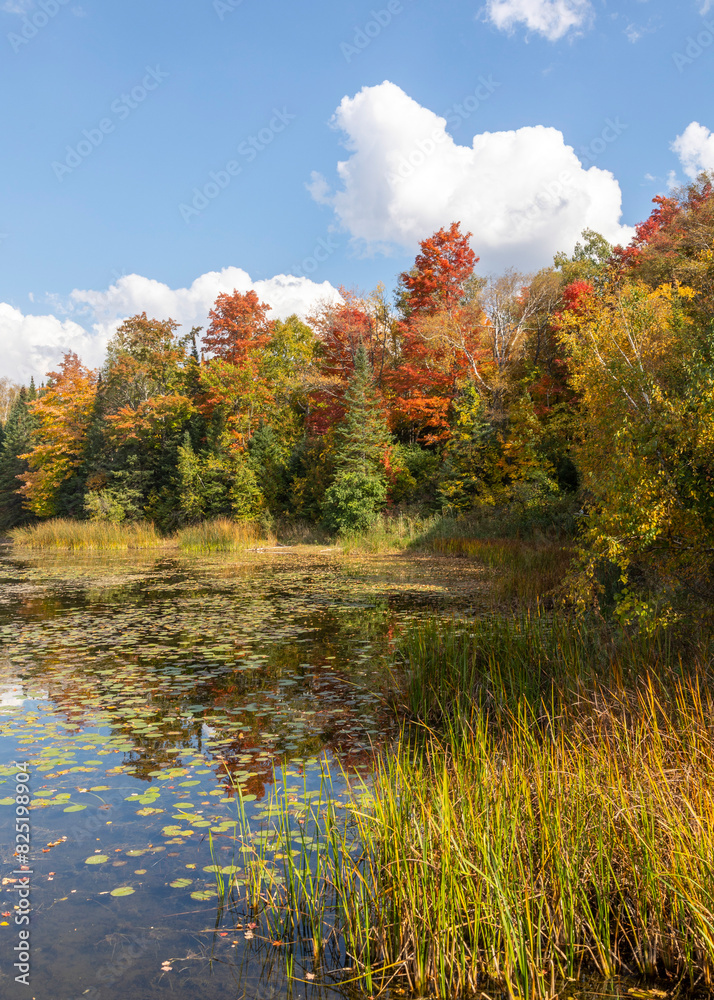 autumn color in Island Lake Park autumn color in Island Lake Park