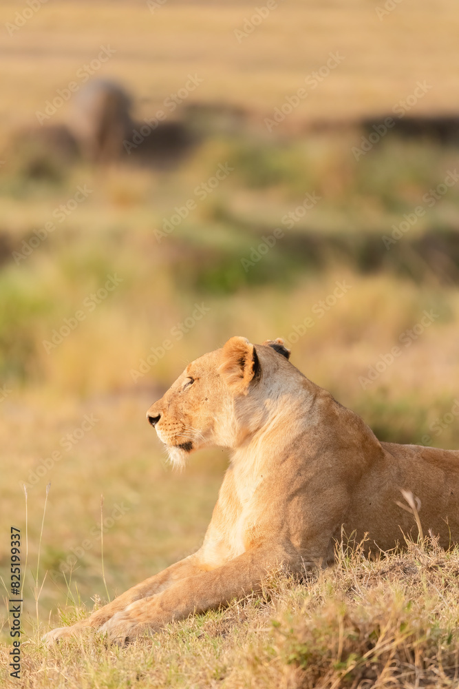 Lioness Resting, Vertical Portrait Lioness Resting, Vertical Portrait