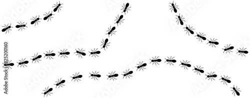 Black ants line 2 on a white background, vector illustration.