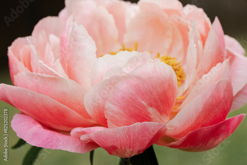 large, lush coral charm peony bloom photo