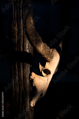 Animal Skull