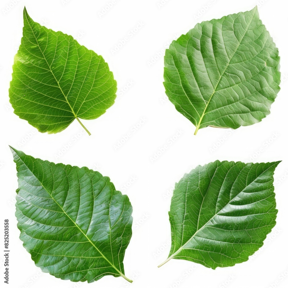 Fototapeta premium Four vibrant green leaves from a tree isolated on a clean white background