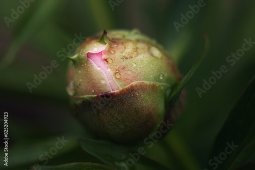 dew covered peony bud photo