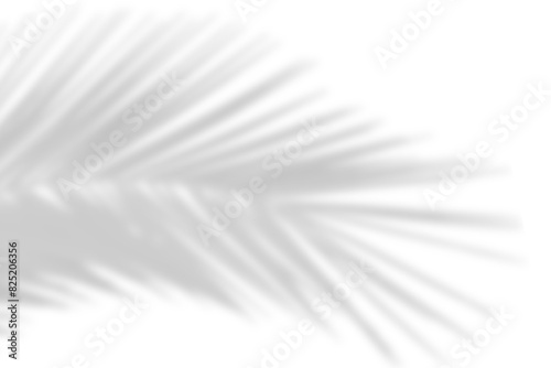 Realistic shadow of palm branch on transparent background. Tropical coconut palm leaves leaf shadow overlay effect. Black and white tree branch shade. Nature decoration summer design elements
