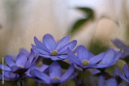 fiori di anemone hepatica nel bosco in primavera