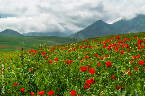 Hills covered with poppies against the backdrop of mountains. Spring in Kyrgyzstan. Selective focus.