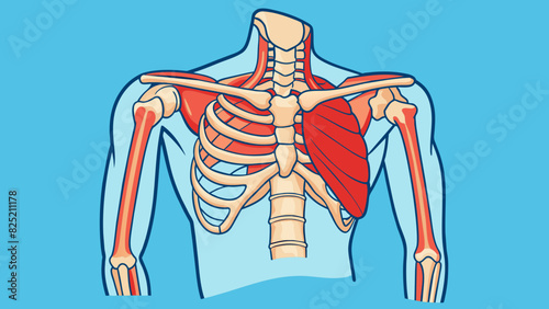 The shoulder is a complex structure made up of bones muscles and ligaments allowing for a wide range of motion and flexibility.. Cartoon Vector.