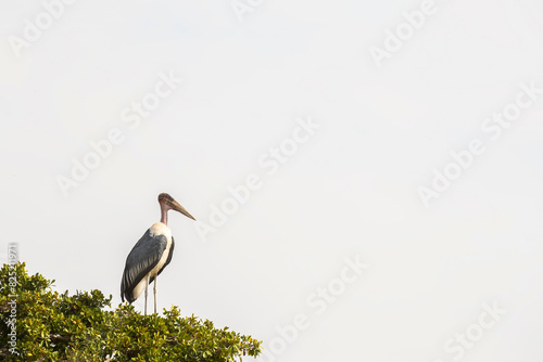 Marabou Stork Perched On A Tree   photo