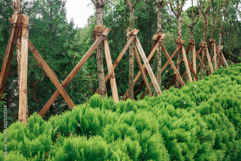 Close-up of trees with supports installed. Close-up of trees with supports installed.
