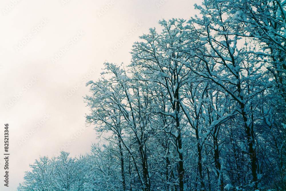 Forest Landscape Forest Landscape