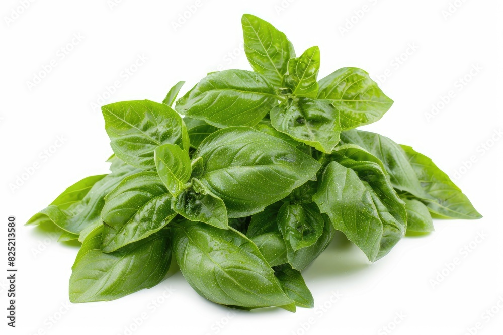 Fresh basil leaves with vibrant green color isolated on white background Fresh basil leaves with vibrant green color isolated on white background