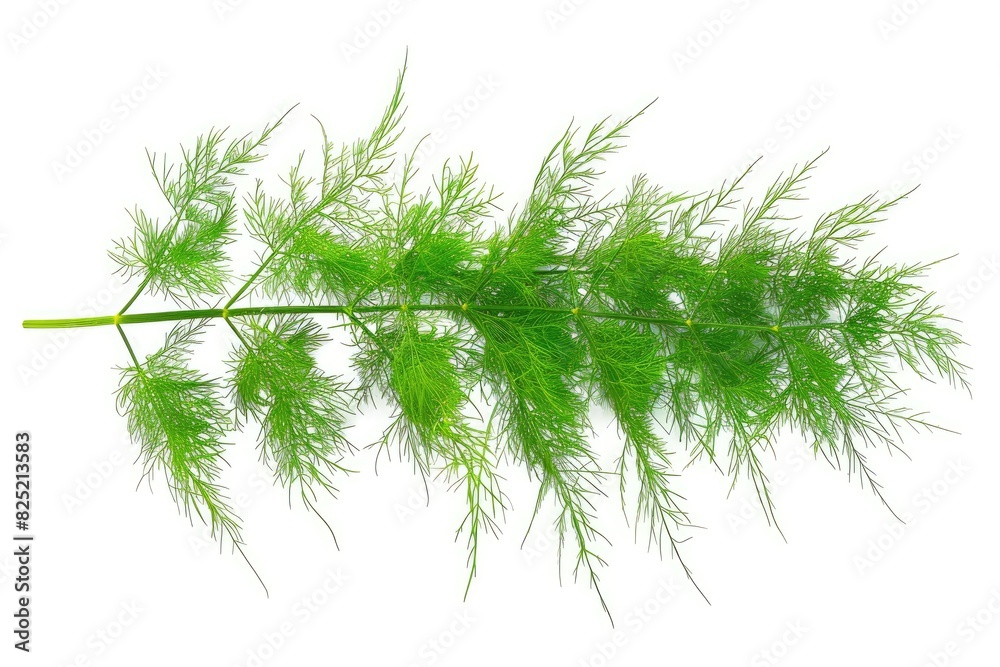 Fototapeta premium Fresh fennel fronds with feathery green leaves isolated on white background