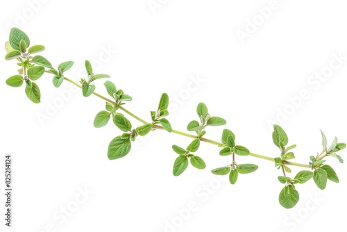 Single sprig of thyme with small green leaves isolated on white background