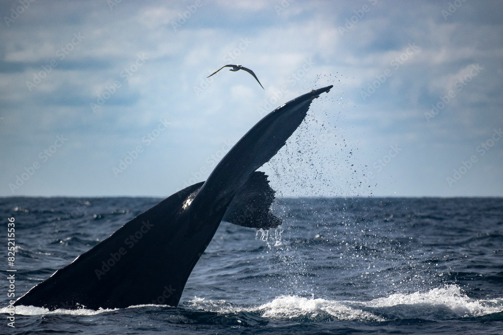 Obraz premium Humpback whale tail