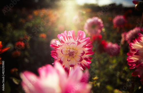 Summer nature flowers garden landscape