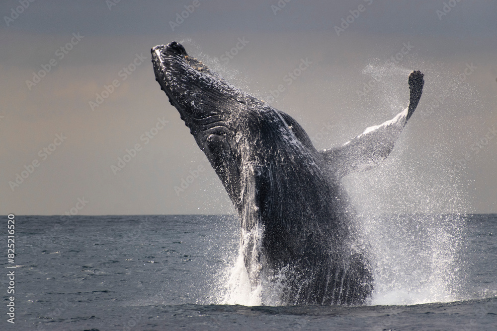 Naklejka premium Humpback whale breaching in sunset
