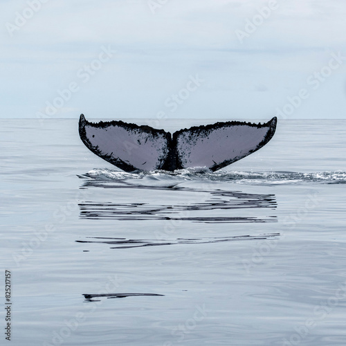 Humpback whale tail