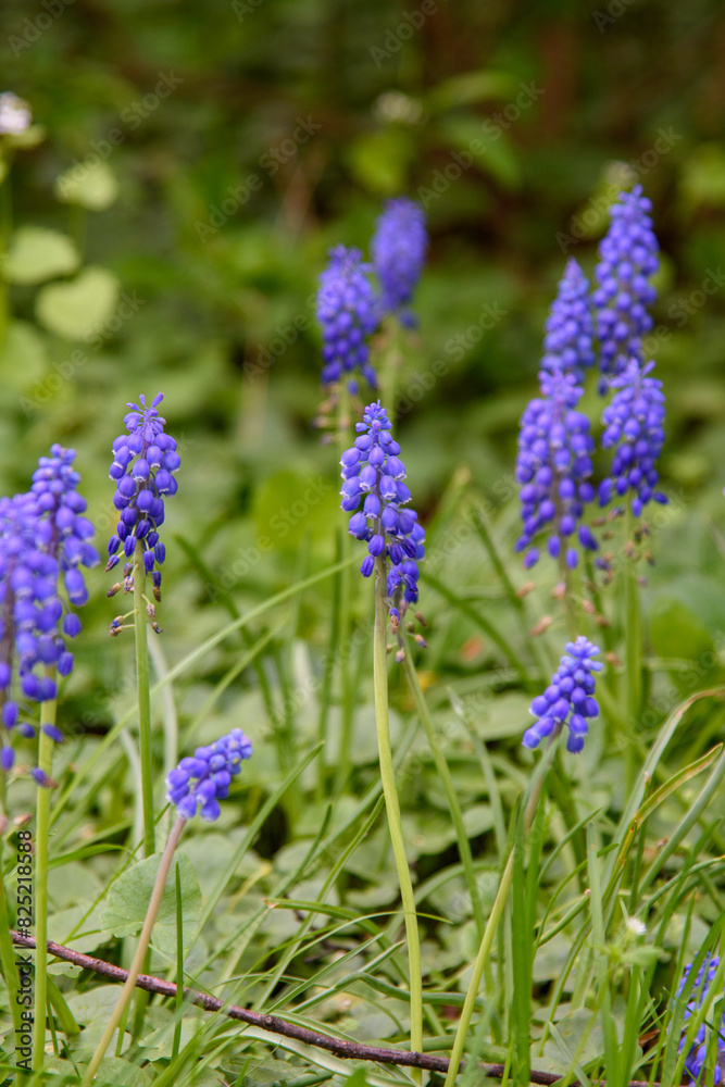 Fototapeta premium flowers in the garden