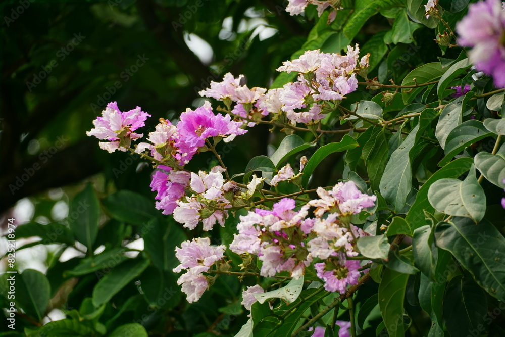 Close-up of purple Lagerstroemia speciosa flower blooming in summer Close-up of purple Lagerstroemia speciosa flower blooming in summer