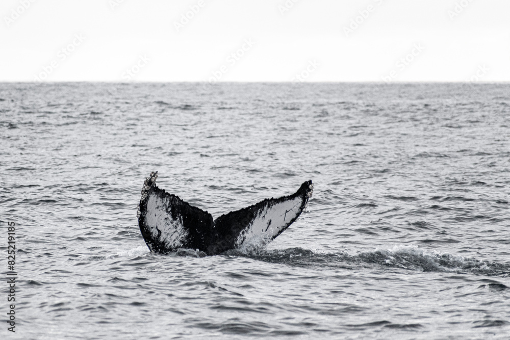 Fototapeta premium Humpback whale tail